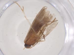  ( - CBG-B11113-B05)  @11 [ ] CreativeCommons - Attribution Share - Alike (2025) Centre for Biodiversity Genomics Centre for Biodiversity Genomics