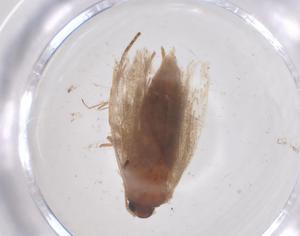  ( - CBG-B17799-G05)  @11 [ ] CreativeCommons - Attribution Share - Alike (2025) Centre for Biodiversity Genomics Centre for Biodiversity Genomics