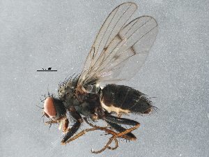  ( - BIOUG15087-A10)  @14 [ ] CreativeCommons - Attribution (2015) CBG Photography Group Centre for Biodiversity Genomics