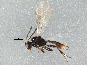  ( - BIOUG15656-G08)  @14 [ ] CreativeCommons - Attribution (2015) CBG Photography Group Centre for Biodiversity Genomics