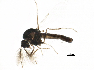  (Dasyhelea sp. 25ES - BIOUG15794-H10)  @13 [ ] CreativeCommons - Attribution (2015) CBG Photography Group Centre for Biodiversity Genomics