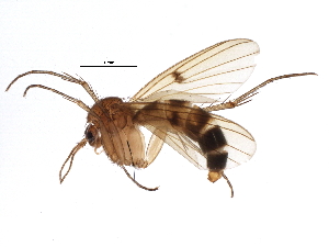  (Mycetophila ruficollis - BIOUG15800-D03)  @14 [ ] CreativeCommons - Attribution (2015) CBG Photography Group Centre for Biodiversity Genomics