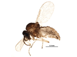  (Forcipomyia eques - BIOUG15807-H07)  @13 [ ] CreativeCommons - Attribution (2015) CBG Photography Group Centre for Biodiversity Genomics