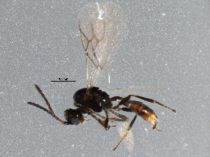  ( - BIOUG15811-G05)  @14 [ ] CreativeCommons - Attribution (2015) CBG Photography Group Centre for Biodiversity Genomics