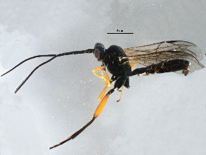  ( - BIOUG15901-G04)  @13 [ ] CreativeCommons - Attribution (2015) CBG Photography Group Centre for Biodiversity Genomics