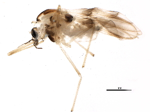  ( - BIOUG15947-A01)  @12 [ ] CreativeCommons - Attribution (2015) CBG Photography Group Centre for Biodiversity Genomics