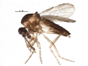  (Forcipomyia sp. 16ES - BIOUG16297-A10)  @15 [ ] CreativeCommons - Attribution (2015) CBG Photography Group Centre for Biodiversity Genomics