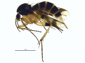  (Mycetophila attonsa - BIOUG16477-C08)  @14 [ ] CreativeCommons - Attribution (2015) CBG Photography Group Centre for Biodiversity Genomics