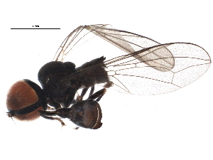  ( - BIOUG16594-E03)  @12 [ ] CreativeCommons - Attribution (2015) CBG Photography Group Centre for Biodiversity Genomics