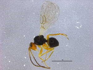  ( - BIOUG16599-B02)  @13 [ ] CreativeCommons - Attribution (2015) CBG Photography Group Centre for Biodiversity Genomics