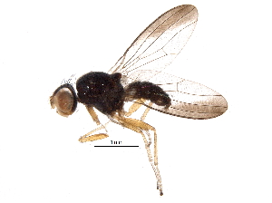  (Maorina scutellata - BIOUG14865-D04)  @14 [ ] CreativeCommons - Attribution (2016) CBG Photography Group Centre for Biodiversity Genomics