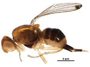  (Maorina pseudoapicalis - BIOUG15228-H04)  @14 [ ] CreativeCommons - Attribution (2016) CBG Photography Group Centre for Biodiversity Genomics