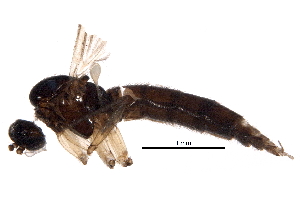  (Trichosia glabra - BIOUG15552-D10)  @13 [ ] CreativeCommons - Attribution (2016) CBG Photography Group Centre for Biodiversity Genomics