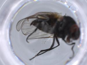  ( - BIOUG65567-G11)  @11 [ ] CreativeCommons - Attribution (2021) Centre for Biodiversity Genomics Centre for Biodiversity Genomics