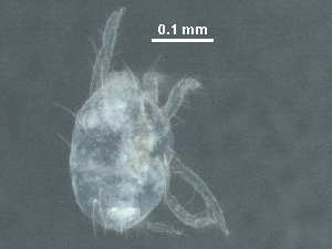  (Tetranychini - BIOUG24174-H10)  @12 [ ] CreativeCommons - Attribution (2016) CBG Photography Group Centre for Biodiversity Genomics