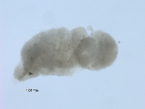 (Stylaria fossularis - BIOUG01719-A04)  @13 [ ] CreativeCommons - Attribution (2012) Gillian Martin Centre for Biodiversity Genomics