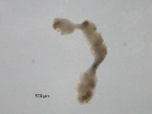  (Specaria josinae - BIOUG01719-C03)  @12 [ ] CreativeCommons - Attribution (2012) Gillian Martin Centre for Biodiversity Genomics