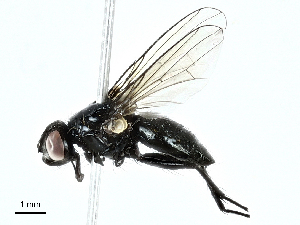  ( - BIOUG91332-A07)  @11 [ ] CreativeCommons - Attribution (2022) CBG Photography Group Centre for Biodiversity Genomics