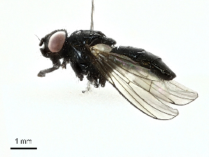  ( - BIOUG91334-B02)  @11 [ ] CreativeCommons - Attribution (2022) CBG Photography Group Centre for Biodiversity Genomics