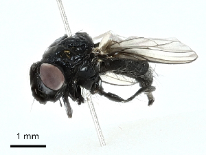  ( - BIOUG91334-B04)  @11 [ ] CreativeCommons - Attribution (2022) CBG Photography Group Centre for Biodiversity Genomics