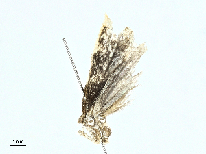  ( - BIOUG91336-G04)  @11 [ ] CreativeCommons - Attribution (2022) CBG Photography Group Centre for Biodiversity Genomics