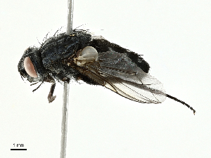  ( - BIOUG91337-C01)  @11 [ ] CreativeCommons - Attribution (2022) CBG Photography Group Centre for Biodiversity Genomics