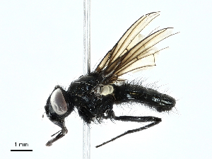  ( - BIOUG91337-D11)  @11 [ ] CreativeCommons - Attribution (2022) CBG Photography Group Centre for Biodiversity Genomics