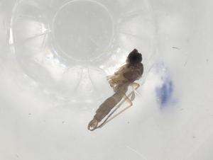  ( - BIOUG94617-B12)  @11 [ ] CreativeCommons - Attribution (2023) Centre for Biodiversity Genomics Centre for Biodiversity Genomics