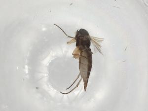  ( - BIOUG94625-B02)  @11 [ ] CreativeCommons - Attribution (2023) Centre for Biodiversity Genomics Centre for Biodiversity Genomics