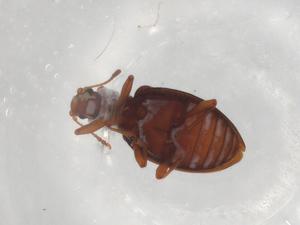  ( - BIOUG94643-G11)  @11 [ ] CreativeCommons - Attribution (2023) Centre for Biodiversity Genomics Centre for Biodiversity Genomics