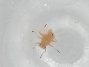  ( - BIOUG94644-G06)  @11 [ ] CreativeCommons - Attribution (2023) Centre for Biodiversity Genomics Centre for Biodiversity Genomics