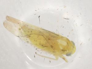  ( - BIOUG94672-B01)  @11 [ ] CreativeCommons - Attribution (2023) Centre for Biodiversity Genomics Centre for Biodiversity Genomics