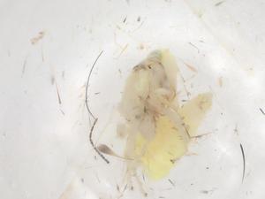  ( - BIOUG94672-C01)  @11 [ ] CreativeCommons - Attribution (2023) Centre for Biodiversity Genomics Centre for Biodiversity Genomics