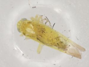  ( - BIOUG94672-C10)  @11 [ ] CreativeCommons - Attribution (2023) Centre for Biodiversity Genomics Centre for Biodiversity Genomics