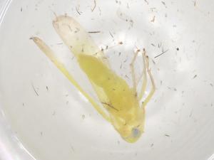  ( - BIOUG94672-E01)  @11 [ ] CreativeCommons - Attribution (2023) Centre for Biodiversity Genomics Centre for Biodiversity Genomics