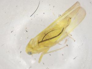  ( - BIOUG94672-E02)  @11 [ ] CreativeCommons - Attribution (2023) Centre for Biodiversity Genomics Centre for Biodiversity Genomics