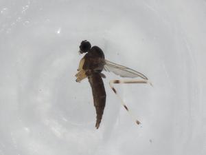  ( - BIOUG94683-C11)  @11 [ ] CreativeCommons - Attribution (2023) Centre for Biodiversity Genomics Centre for Biodiversity Genomics