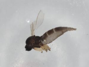  ( - BIOUG94683-D04)  @11 [ ] CreativeCommons - Attribution (2023) Centre for Biodiversity Genomics Centre for Biodiversity Genomics