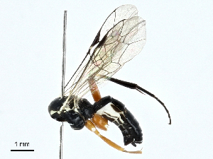  ( - BIOUG97777-F09)  @11 [ ] CreativeCommons - Attribution (2023) CBG Photography Group Centre for Biodiversity Genomics