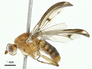  ( - BIOUG97778-A02)  @11 [ ] CreativeCommons - Attribution (2023) CBG Photography Group Centre for Biodiversity Genomics