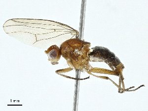  ( - BIOUG97778-A11)  @11 [ ] CreativeCommons - Attribution (2023) CBG Photography Group Centre for Biodiversity Genomics
