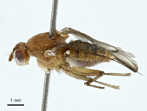  ( - BIOUG97778-A12)  @11 [ ] CreativeCommons - Attribution (2023) CBG Photography Group Centre for Biodiversity Genomics