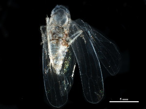  ( - BIOUG24357-B12)  @11 [ ] CreativeCommons - Attribution (2018) CBG Photography Group Centre for Biodiversity Genomics