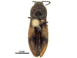  ( - BIOUG23578-D09)  @11 [ ] CreativeCommons - Attribution (2018) CBG Photography Group Centre for Biodiversity Genomics