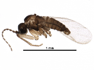  (Pnyxia scabiei - BIOUG23805-D10)  @14 [ ] CreativeCommons - Attribution (2016) CBG Photography Group Centre for Biodiversity Genomics
