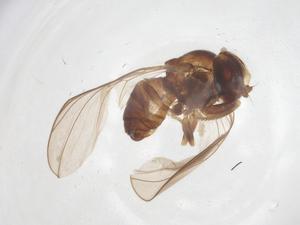  ( - BIOUG22673-E11)  @11 [ ] CreativeCommons - Attribution Share - Alike (2025) Centre for Biodiversity Genomics Centre for Biodiversity Genomics