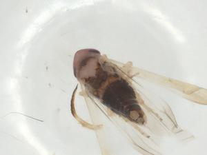  ( - CBG-A29469-D07)  @11 [ ] CreativeCommons - Attribution Share - Alike (2024) Centre for Biodiversity Genomics Centre for Biodiversity Genomics