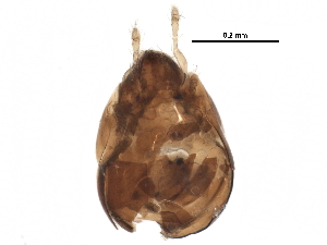  (Lepidozetes - BIOUG24265-A12)  @13 [ ] CreativeCommons - Attribution (2015) CBG Photography Group Centre for Biodiversity Genomics