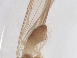  ( - BIOUG24651-C05)  @11 [ ] CreativeCommons - Attribution Share - Alike (2025) Centre for Biodiversity Genomics Centre for Biodiversity Genomics