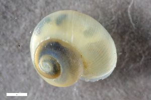  ( - ZFMK-TIS-2574722)  @11 [ ] CreativeCommons  Attribution Share-Alike (by-sa) 4.0 (2017) Unspecified Zoologisches Forschungsmuseum Alexander Koenig